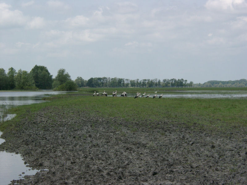 Störche in der Lonjsko Polje bei
         Mužilovćica (2006)